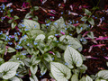 Brunnera macrophylla Jack Frost IMG_3917 Brunera wielkolistna